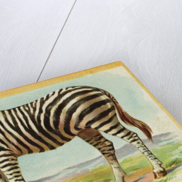 Zebra Postcard by Anonymous