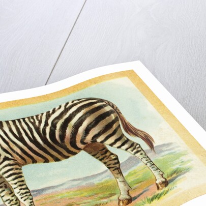 Zebra Postcard by Anonymous