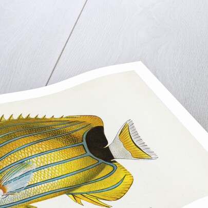 Lauhau, (Chaetodon fremblii) Postcard by Anonymous