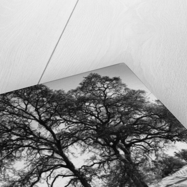 Three Oaks and Boulder by Gordon Osmundson