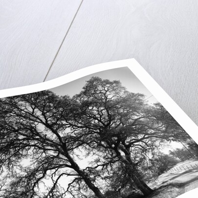Three Oaks and Boulder by Gordon Osmundson