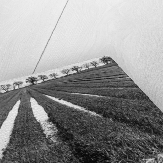 Rice Field by Gordon Osmundson