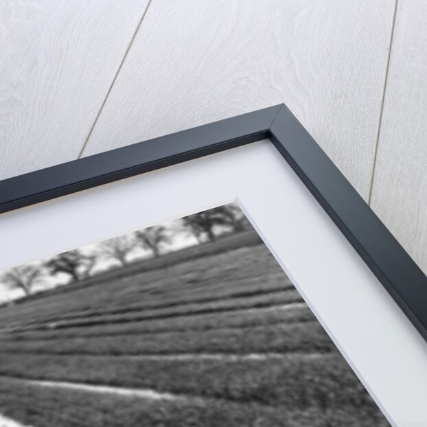 Rice Field by Gordon Osmundson