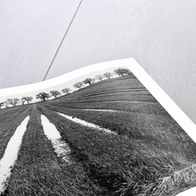 Rice Field by Gordon Osmundson