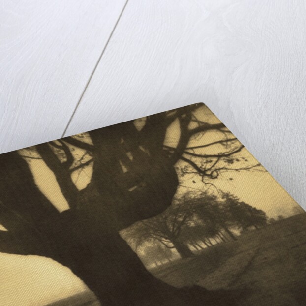 Old Oak Tree on Tree Lined Road by Kevin Cruff