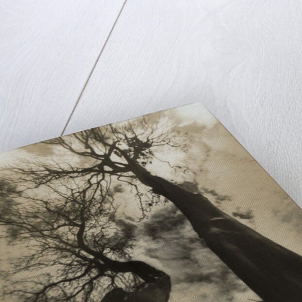 Trees, Discovery Park by Kevin Cruff