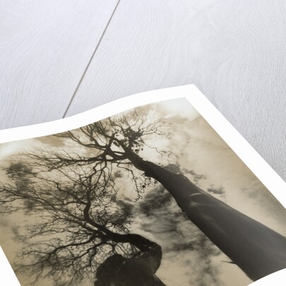 Trees, Discovery Park by Kevin Cruff