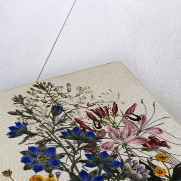 Linum Usitatissimum Botanical Illustration by Anonymous