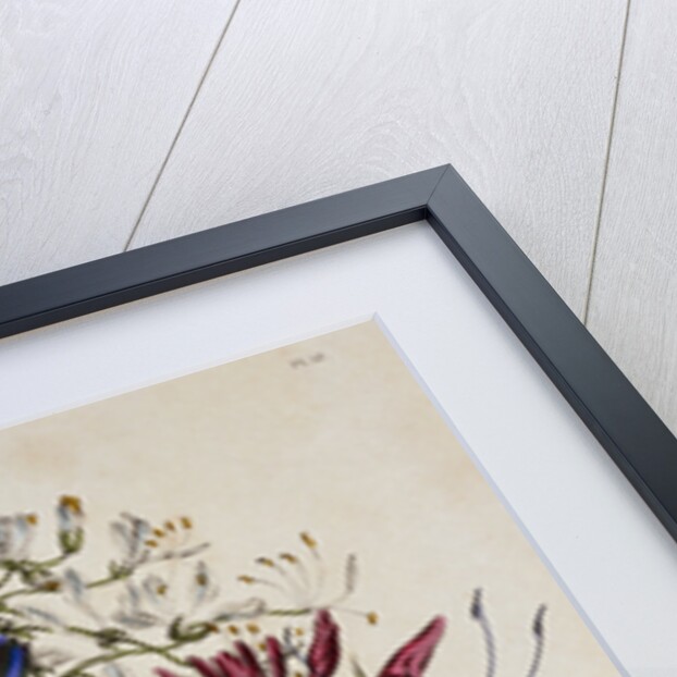 Linum Usitatissimum Botanical Illustration by Anonymous