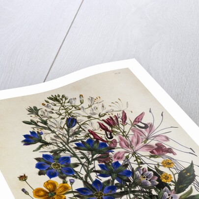 Linum Usitatissimum Botanical Illustration by Anonymous