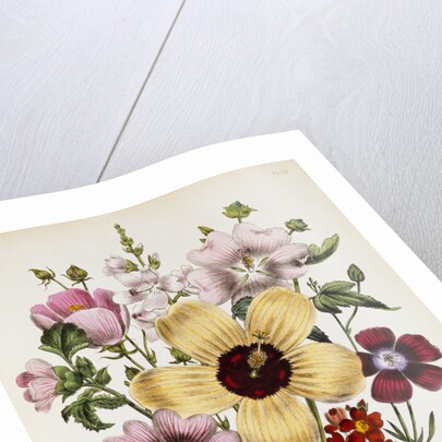 Hibiscus Moscheutos Botanical Illustration by Anonymous