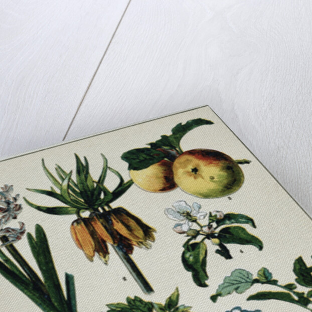 19th-Century French Botanical Print by Anonymous