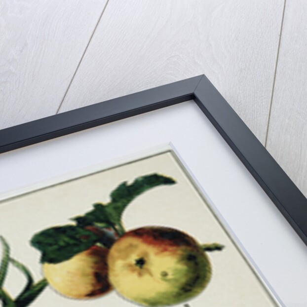 19th-Century French Botanical Print by Anonymous