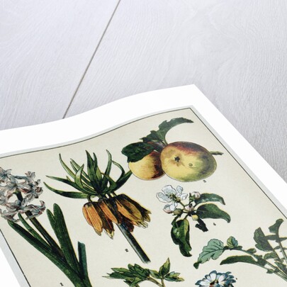 19th-Century French Botanical Print by Anonymous