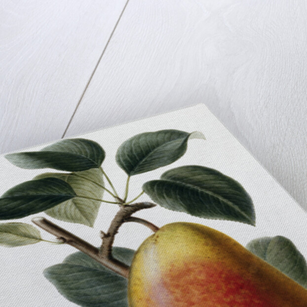 Study of a Pear by Adrienne Faguet