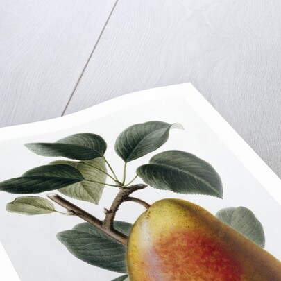 Study of a Pear by Adrienne Faguet
