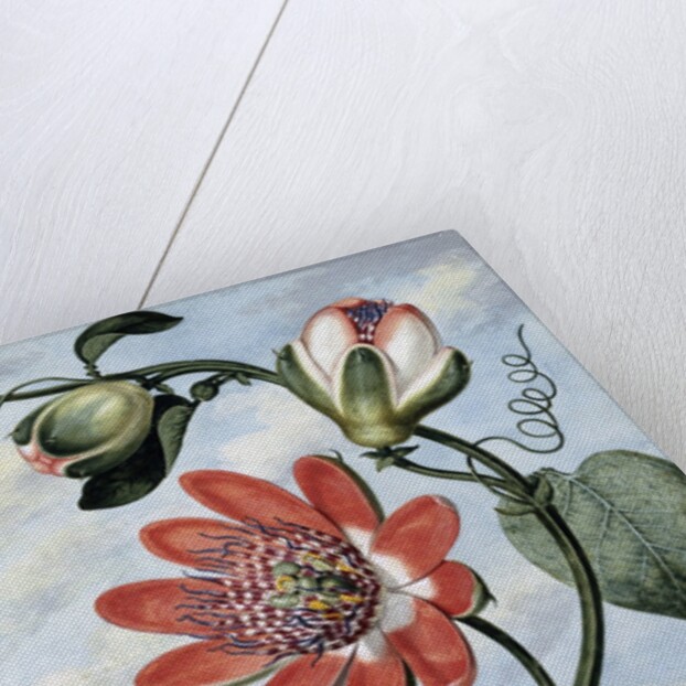 The Winged Passion Flower by Sydenham Teast Edwards