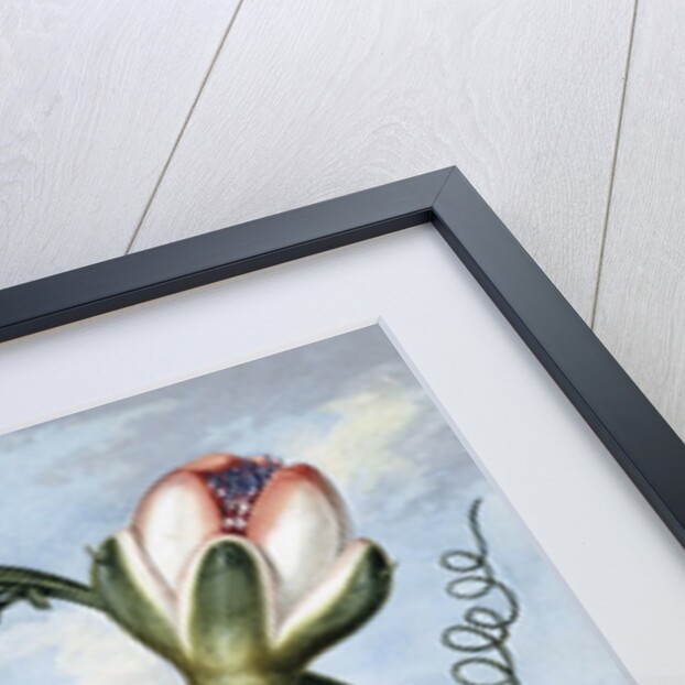 The Winged Passion Flower by Sydenham Teast Edwards