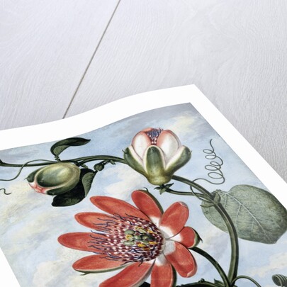 The Winged Passion Flower by Sydenham Teast Edwards