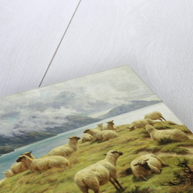Sheep Reposing, Dalby Bay, Isle of Man by Basil Bradley