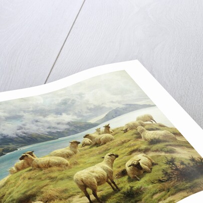 Sheep Reposing, Dalby Bay, Isle of Man by Basil Bradley