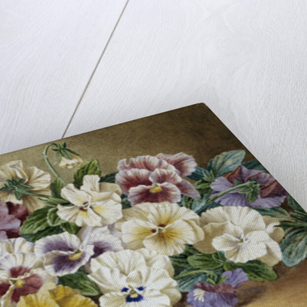 Pansies by Thomas Frederick Collier