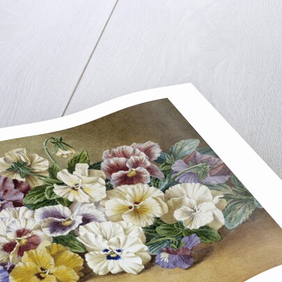 Pansies by Thomas Frederick Collier