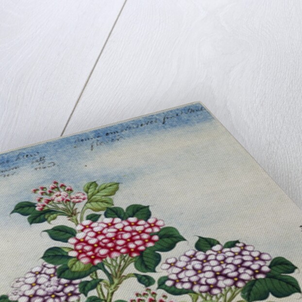 Early 19th-Century Chinese Watercolor of a Hydrangea by Anonymous