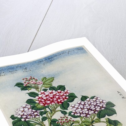 Early 19th-Century Chinese Watercolor of a Hydrangea by Anonymous