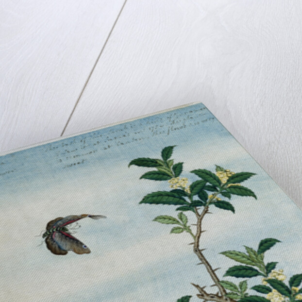 Early 19th-Century Chinese Watercolor of a Cinnamon Plant by Anonymous