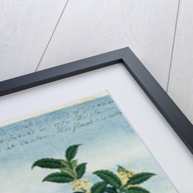 Early 19th-Century Chinese Watercolor of a Cinnamon Plant by Anonymous