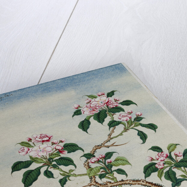 Early 19th-Century Chinese Watercolor of Flowers by Anonymous