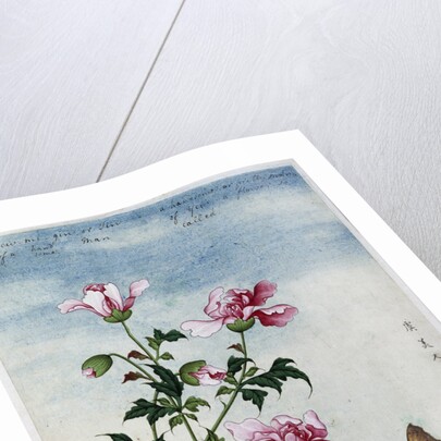 Early 19th-Century Chinese Watercolor of Pink Flowers by Anonymous