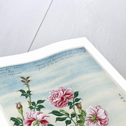 Early 19th-Century Chinese Watercolor of Pink Roses by Anonymous