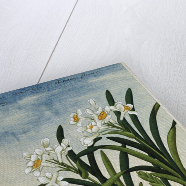 Early 19th-Century Chinese Watercolor of Daffodils by Anonymous