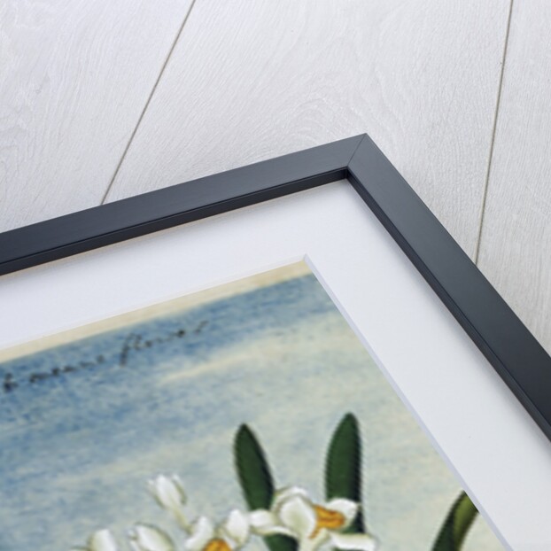 Early 19th-Century Chinese Watercolor of Daffodils by Anonymous