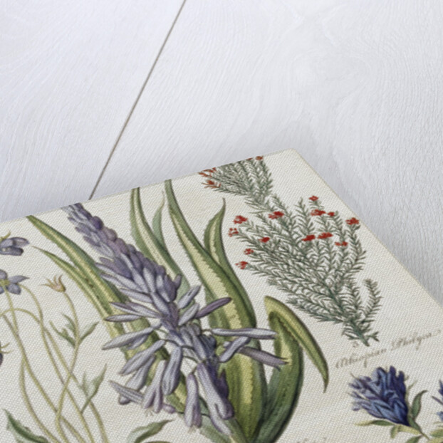 Botanical Print of Various Flowers by J. Hill