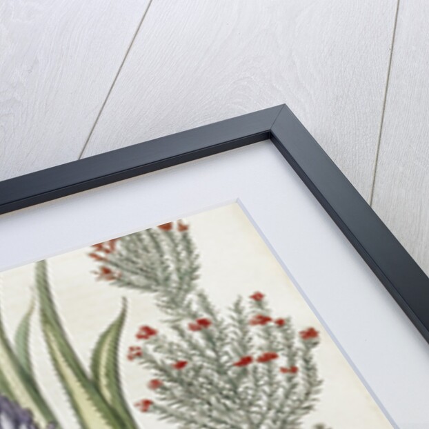 Botanical Print of Various Flowers by J. Hill