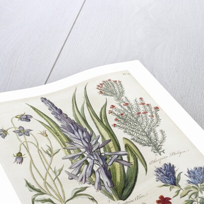 Botanical Print of Various Flowers by J. Hill