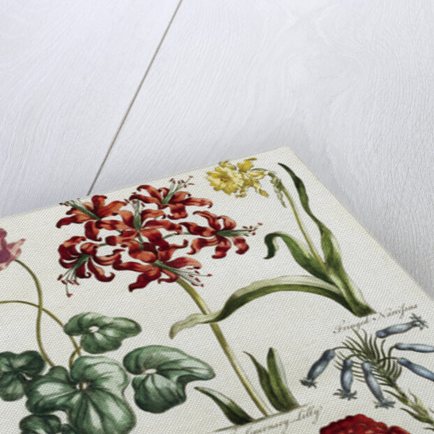 Botanical Print by J. Hill