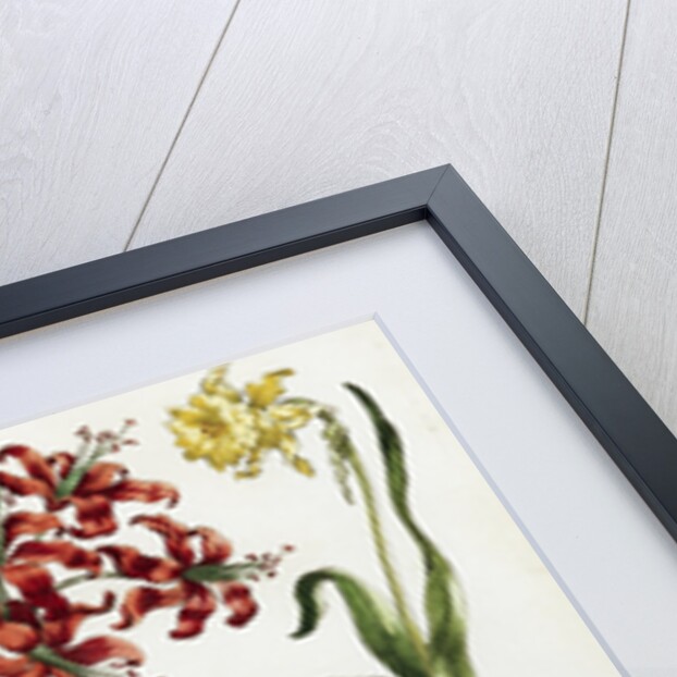 Botanical Print by J. Hill