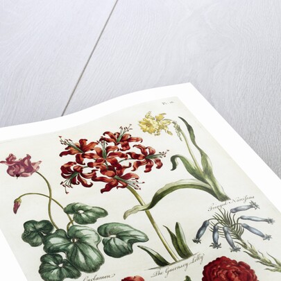 Botanical Print by J. Hill