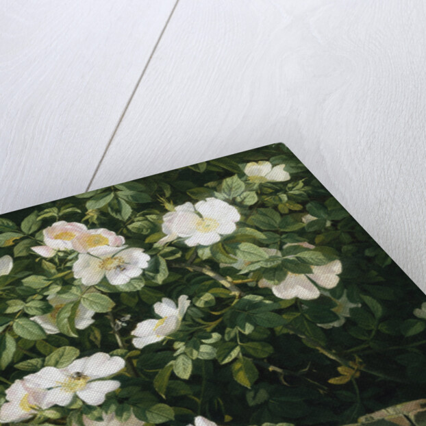 Dog Roses in Flower by Niels Peter Rasmussen