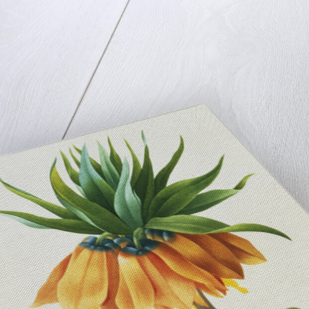 Fritillaire Imperiale by Pierre Joseph Redoute