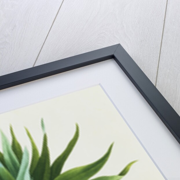 Fritillaire Imperiale by Pierre Joseph Redoute