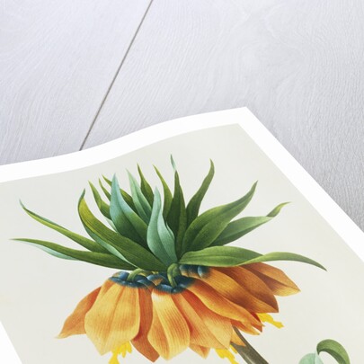 Fritillaire Imperiale by Pierre Joseph Redoute