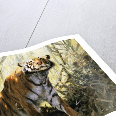 A Tiger with a Peacock by Wilhelm Kuhnert