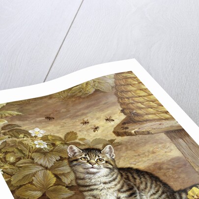 A Curious Kitten by Frank Paton