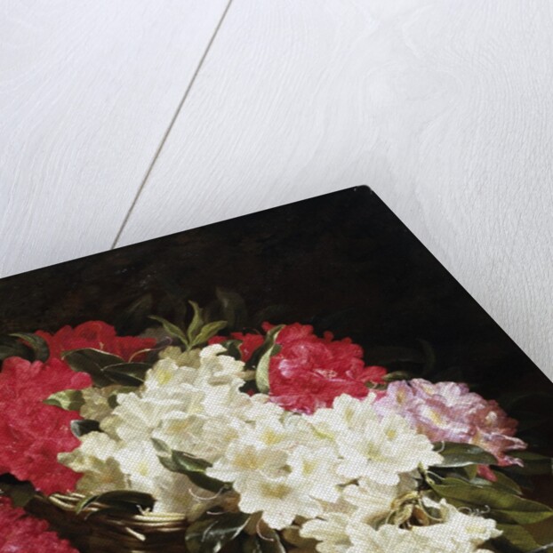 Azaleas by John Fitz Marshall