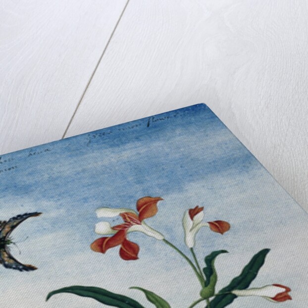 Chinese Watercolor of a Green Onion Flower by Anonymous